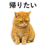 852787577