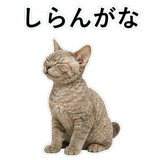 852787641