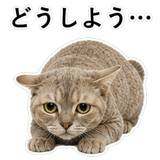852787647