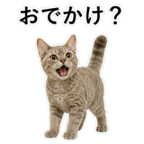 852787653
