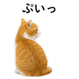 852787720