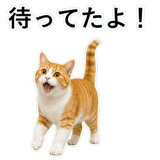 852787736