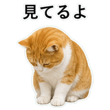 852787748
