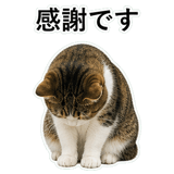 852787771