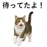 852787784