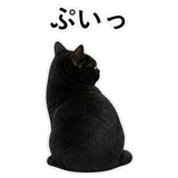 852787904