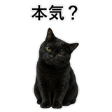 852787905