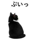 852787944