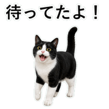 852787960
