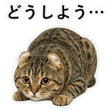 852788255