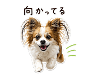 852804425