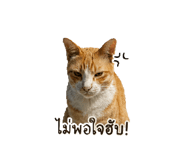 852836817
