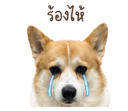 852854353