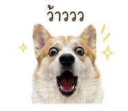852854362