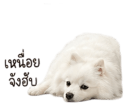 852855686