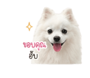 852855694
