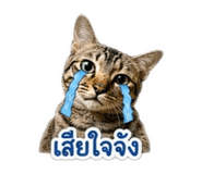 852869549