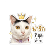852881232