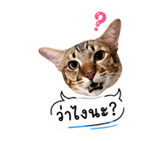 852884269