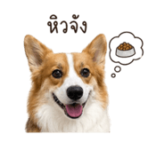 852886224