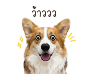 852886233