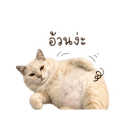 852886675