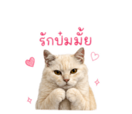 852886676