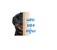 852887075