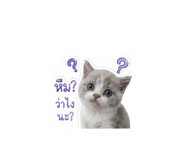 852890430
