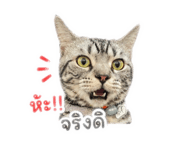 852908196