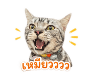 852908218