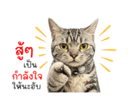 852908224
