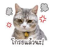 852909391