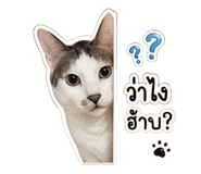 852911116