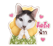 852911127