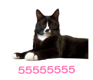 852928317