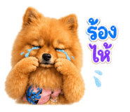 852942062