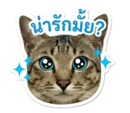 852945366