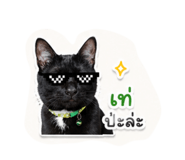 852946962