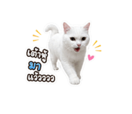 852952131