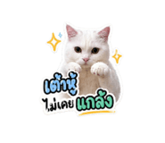 852952138
