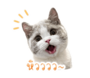 852952462