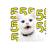 852953594