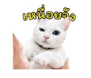 852953596