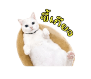 852953613