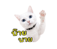 852953616