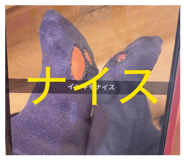 852961543