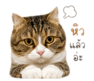 852974066