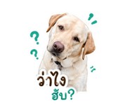 853008213
