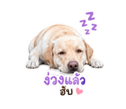 853008216
